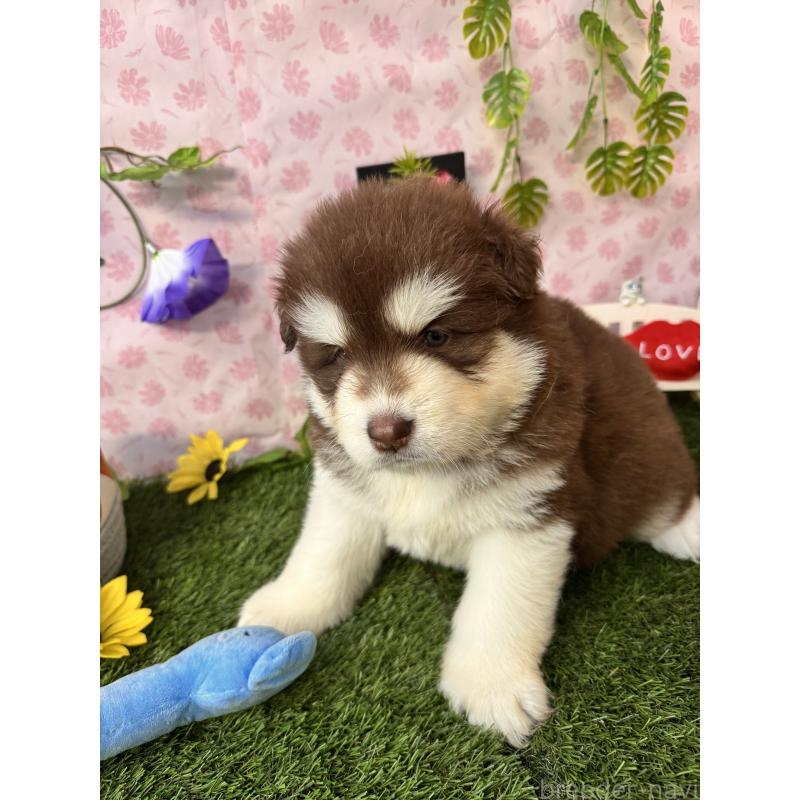 販売中の静岡県のアラスカンマラミュート-453875の8枚目