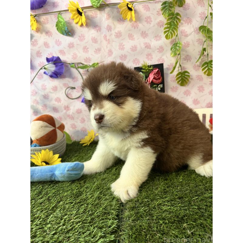 販売中の静岡県のアラスカンマラミュート-453875の7枚目