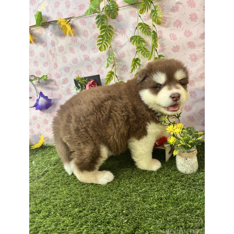 販売中の静岡県のアラスカンマラミュート-453875の6枚目