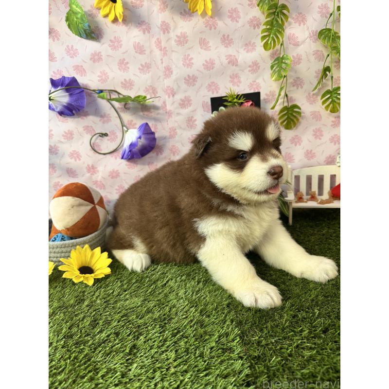 販売中の静岡県のアラスカンマラミュート-453875の4枚目