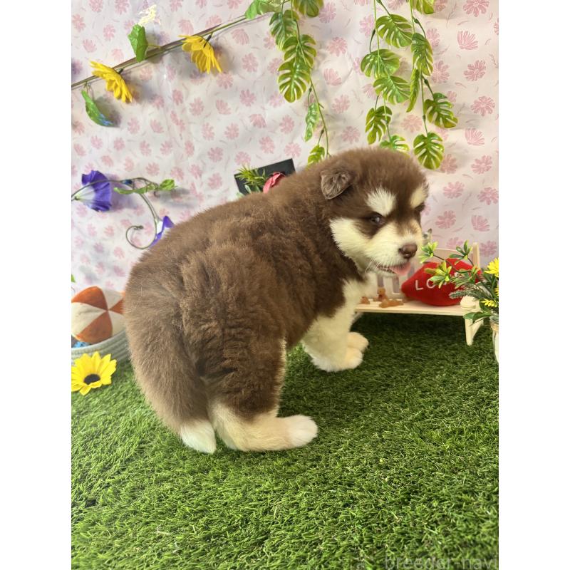 販売中の静岡県のアラスカンマラミュート-453875の3枚目