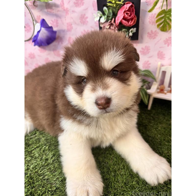 販売中の静岡県のアラスカンマラミュート-453875の2枚目