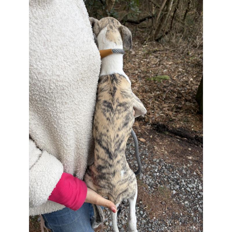 販売中の静岡県のウィペット-453916の10枚目