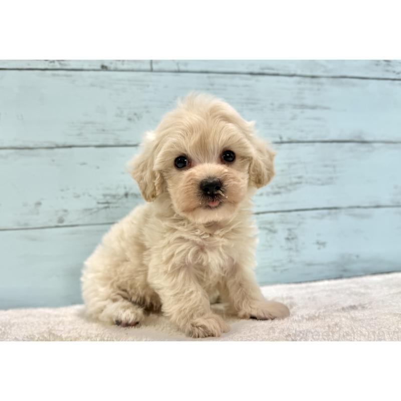 販売中の千葉県のマルプー:マルチーズ×トイプードル-451681の8枚目