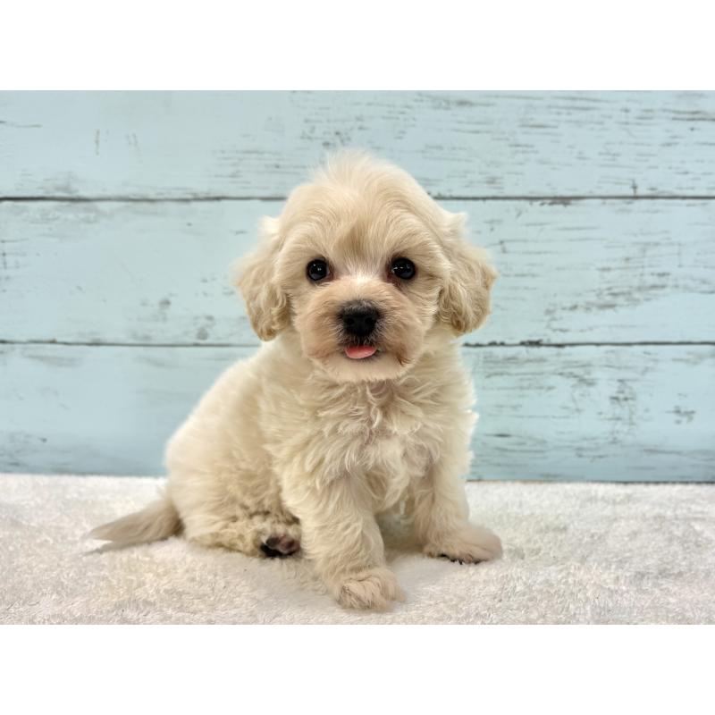 販売中の千葉県のマルプー:マルチーズ×トイプードル-451681の7枚目