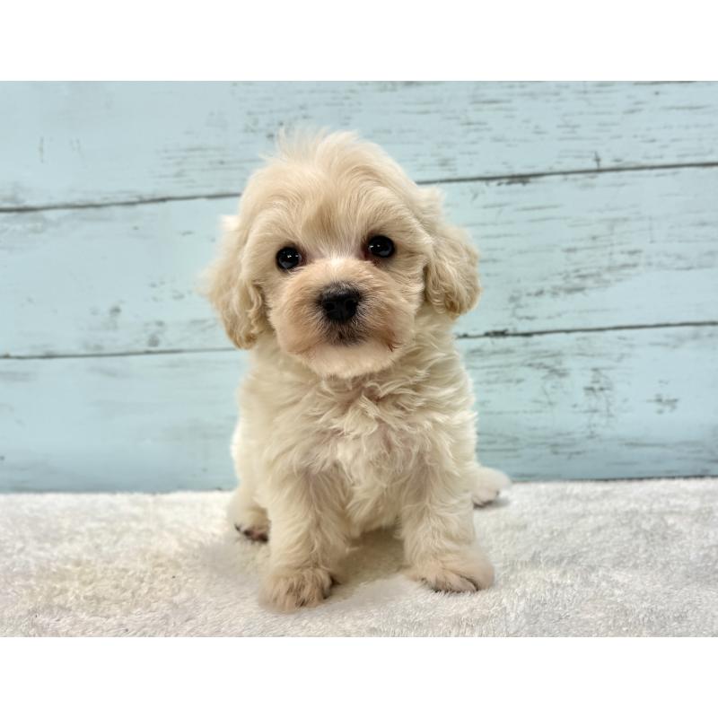 販売中の千葉県のマルプー:マルチーズ×トイプードル-451681の6枚目