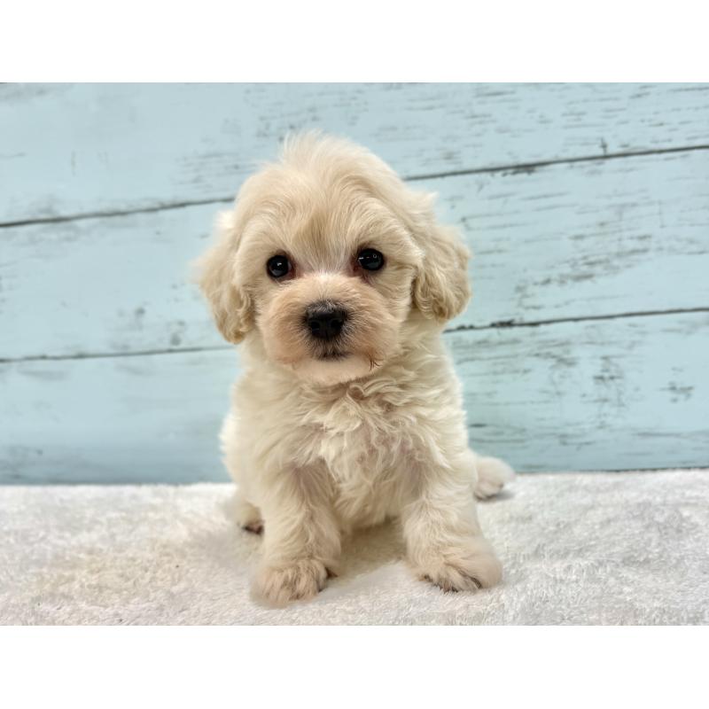 販売中の千葉県のマルプー:マルチーズ×トイプードル-451681の5枚目