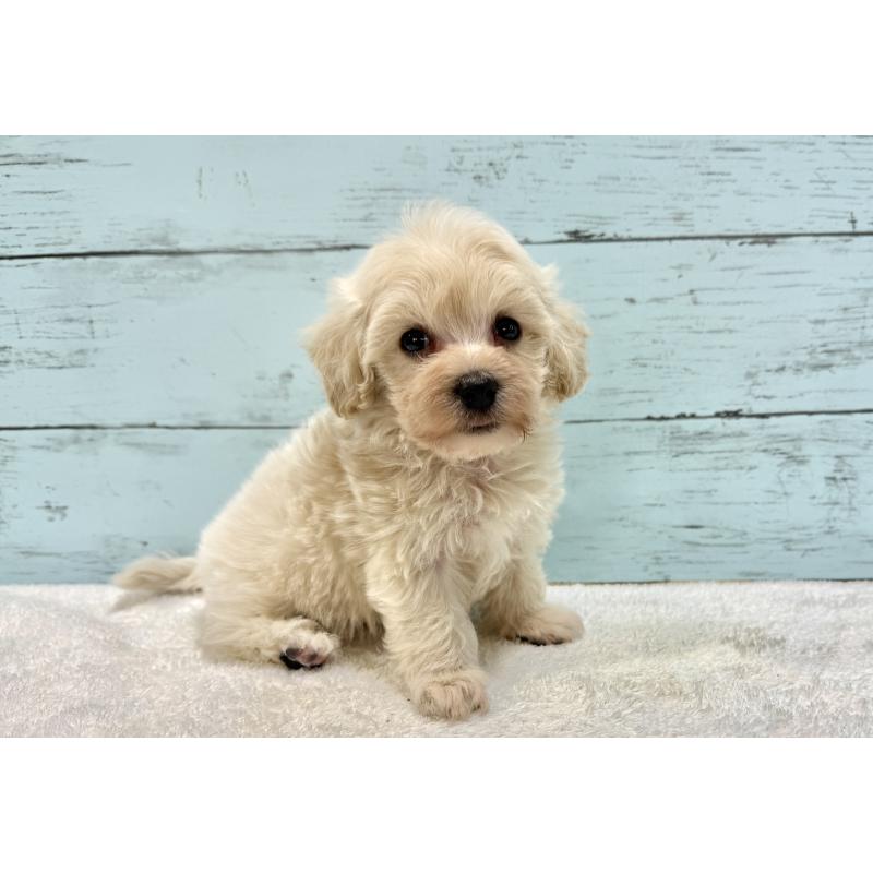 販売中の千葉県のマルプー:マルチーズ×トイプードル-451681の4枚目