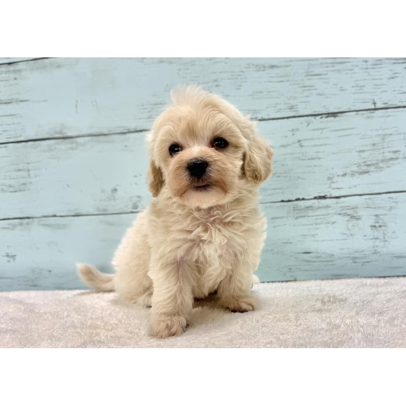 販売中の千葉県のマルプー:マルチーズ×トイプードル-451681の3枚目