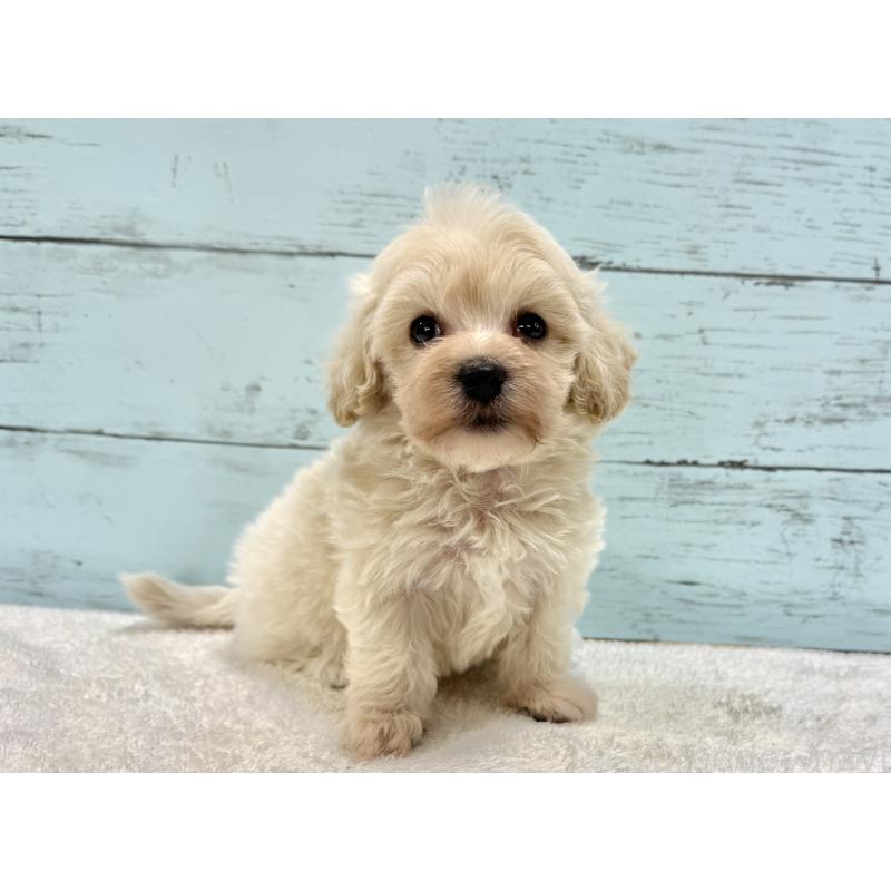 販売中の千葉県のマルプー:マルチーズ×トイプードル-451681の2枚目