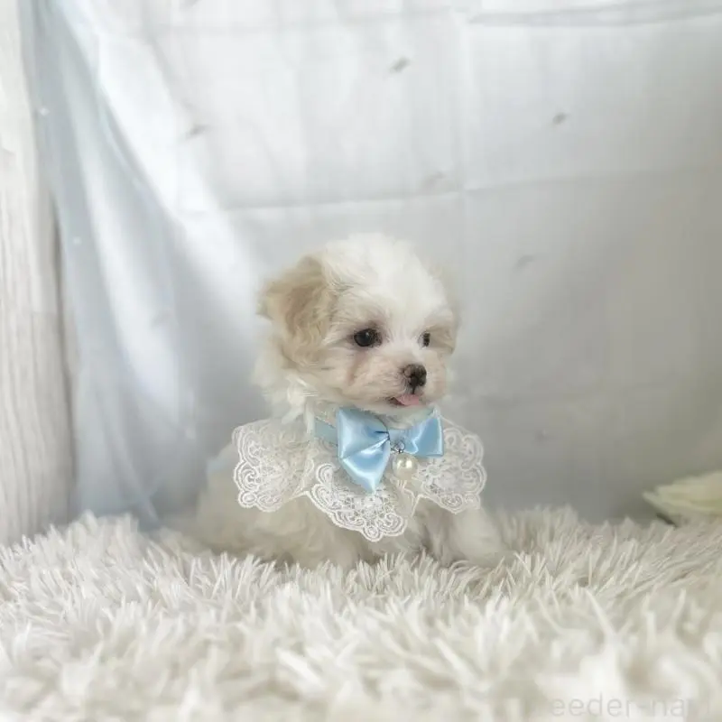 販売中の愛知県のマルチーズ-453879の4枚目