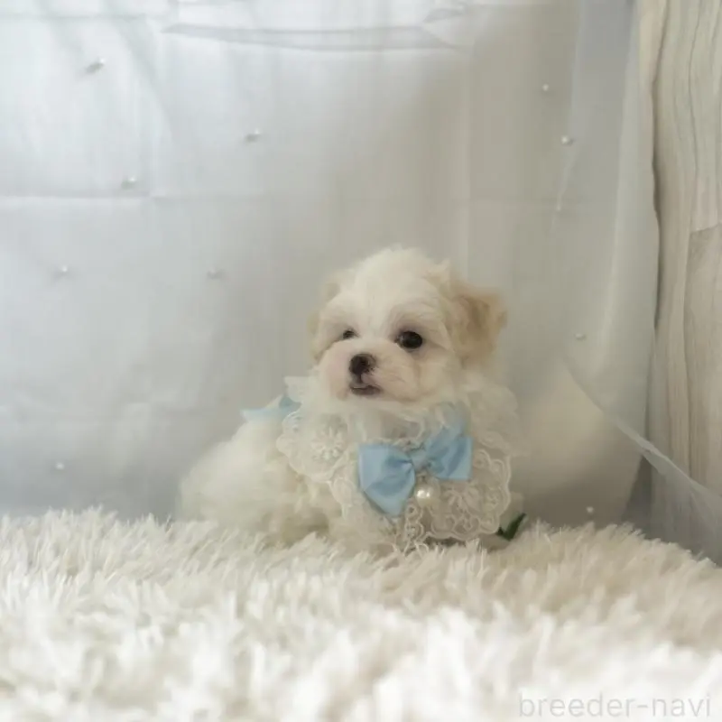 販売中の愛知県のマルチーズ-453879の3枚目