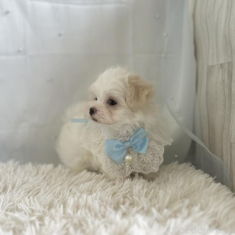 販売中の愛知県のマルチーズ-453879の2枚目