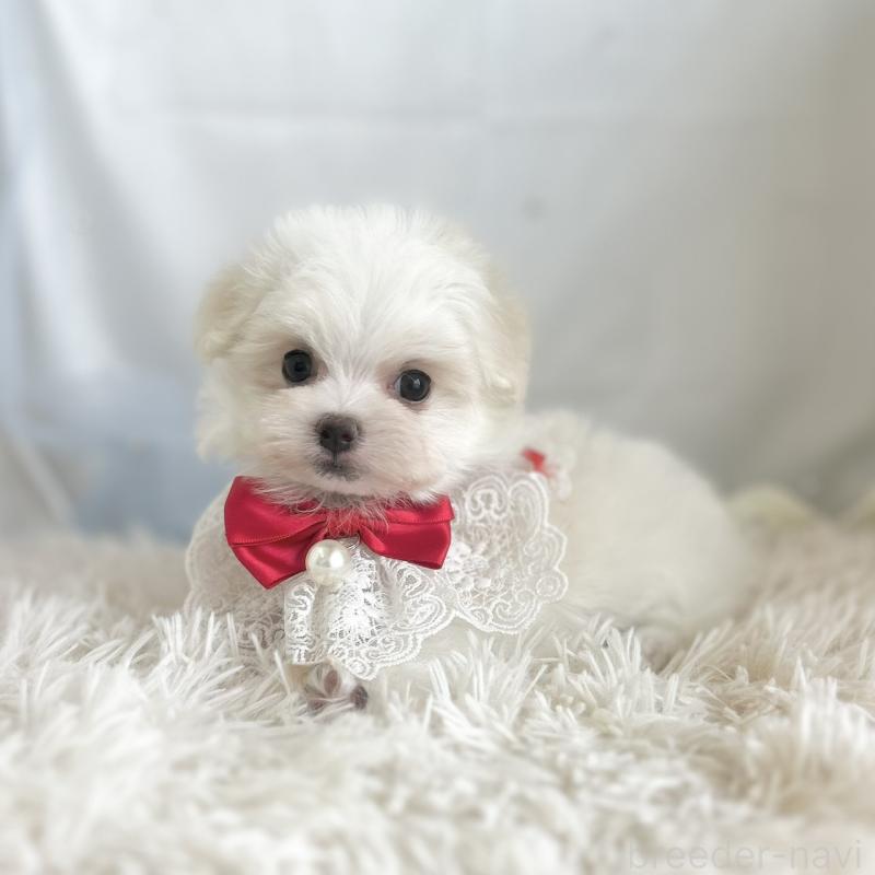 販売中の愛知県のマルチーズ-453881の6枚目