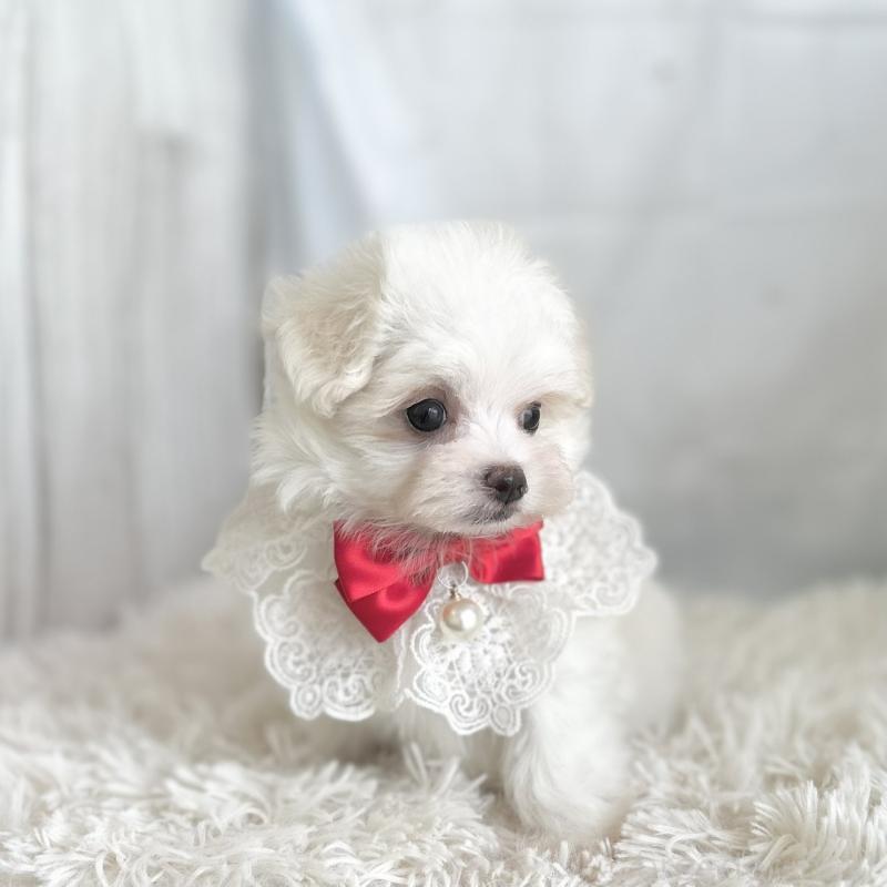 販売中の愛知県のマルチーズ-453881の4枚目