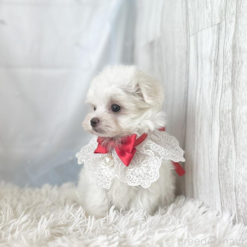 販売中の愛知県のマルチーズ-453881の3枚目