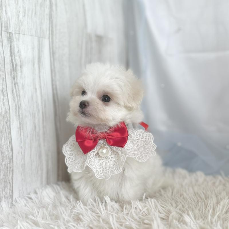 販売中の愛知県のマルチーズ-453881の2枚目