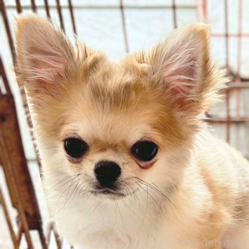 販売中の神奈川県のチワワ(ロングコート)-433257