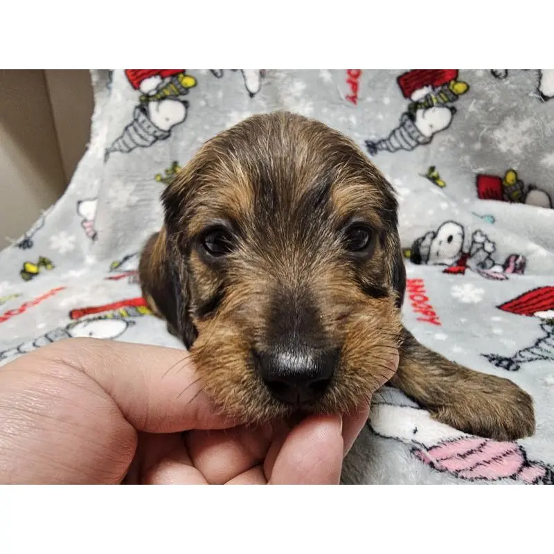 販売中の愛知県のミニチュアダックスフンド(ワイヤーヘアード)-453885の8枚目