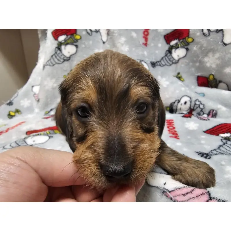 販売中の愛知県のミニチュアダックスフンド(ワイヤーヘアード)-453885の7枚目