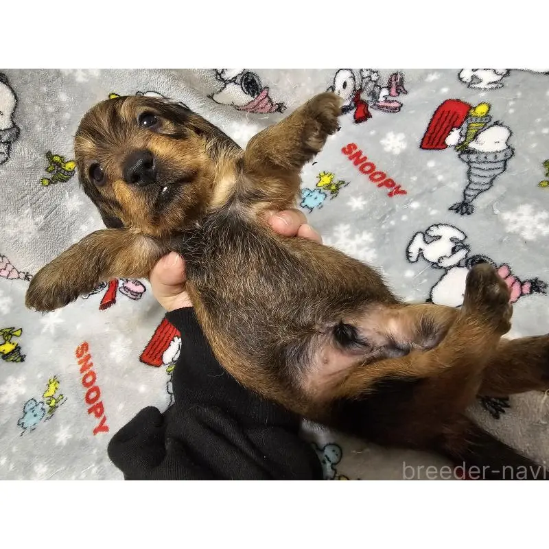 販売中の愛知県のミニチュアダックスフンド(ワイヤーヘアード)-453885の6枚目