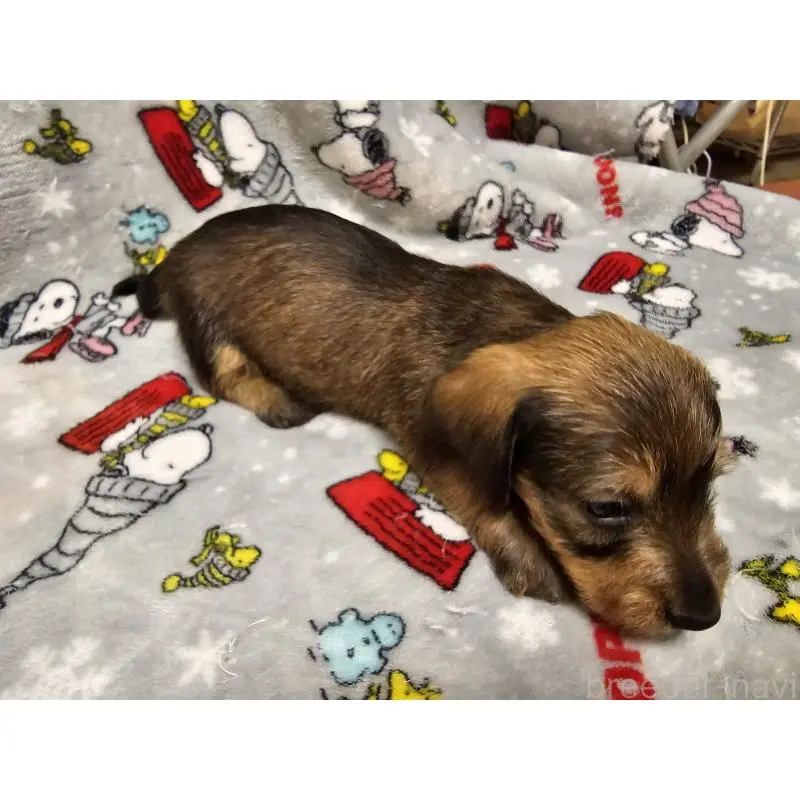 販売中の愛知県のミニチュアダックスフンド(ワイヤーヘアード)-453885の5枚目