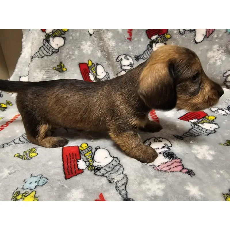 販売中の愛知県のミニチュアダックスフンド(ワイヤーヘアード)-453885の4枚目