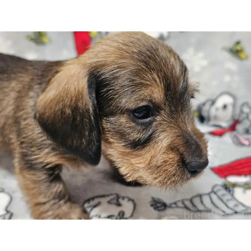 販売中の愛知県のミニチュアダックスフンド(ワイヤーヘアード)-453885の3枚目