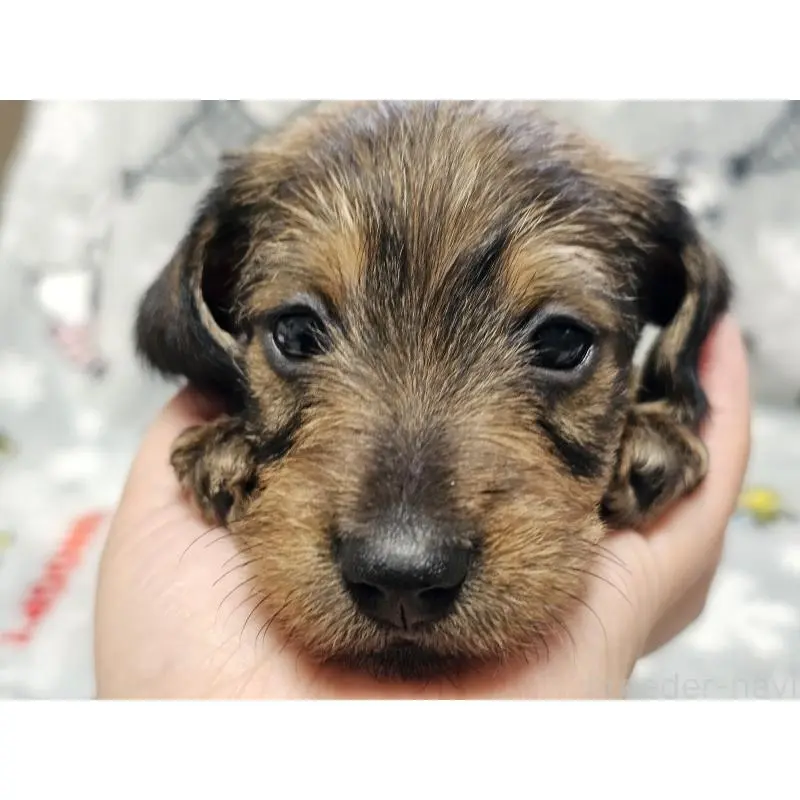 販売中の愛知県のミニチュアダックスフンド(ワイヤーヘアード)-453885の2枚目