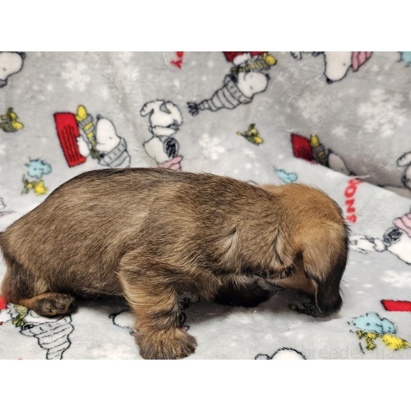 販売中の愛知県のミニチュアダックスフンド(ワイヤーヘアード)-453890の6枚目