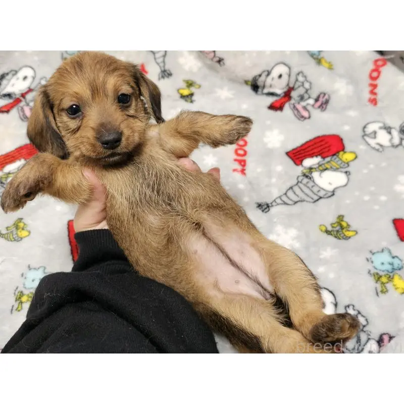 販売中の愛知県のミニチュアダックスフンド(ワイヤーヘアード)-453890の5枚目