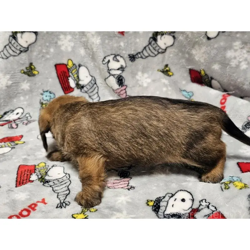 販売中の愛知県のミニチュアダックスフンド(ワイヤーヘアード)-453890の4枚目