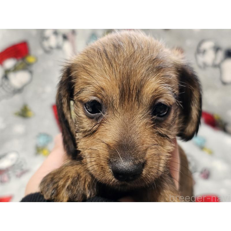 販売中の愛知県のミニチュアダックスフンド(ワイヤーヘアード)-453890の3枚目