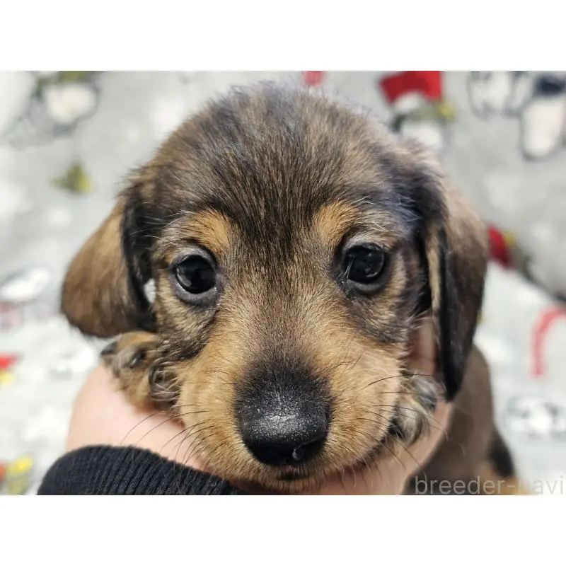 販売中の愛知県のミニチュアダックスフンド(ワイヤーヘアード)-453892の7枚目