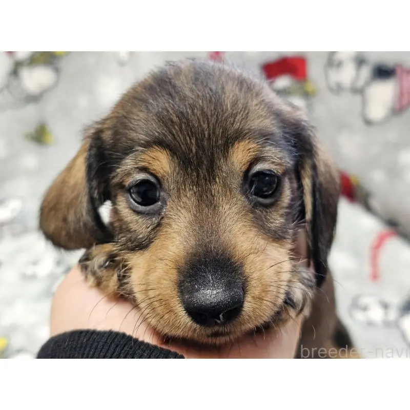 販売中の愛知県のミニチュアダックスフンド(ワイヤーヘアード)-453892の6枚目