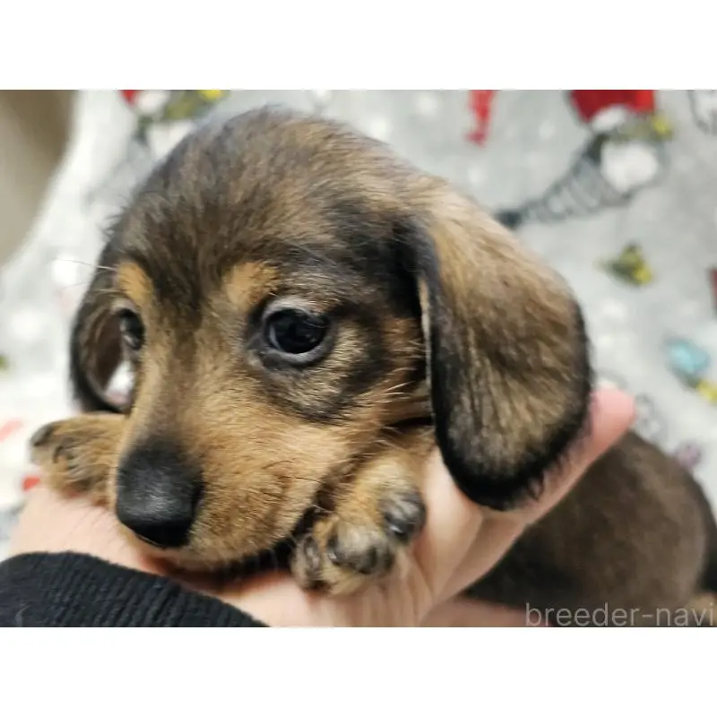 販売中の愛知県のミニチュアダックスフンド(ワイヤーヘアード)-453892の5枚目