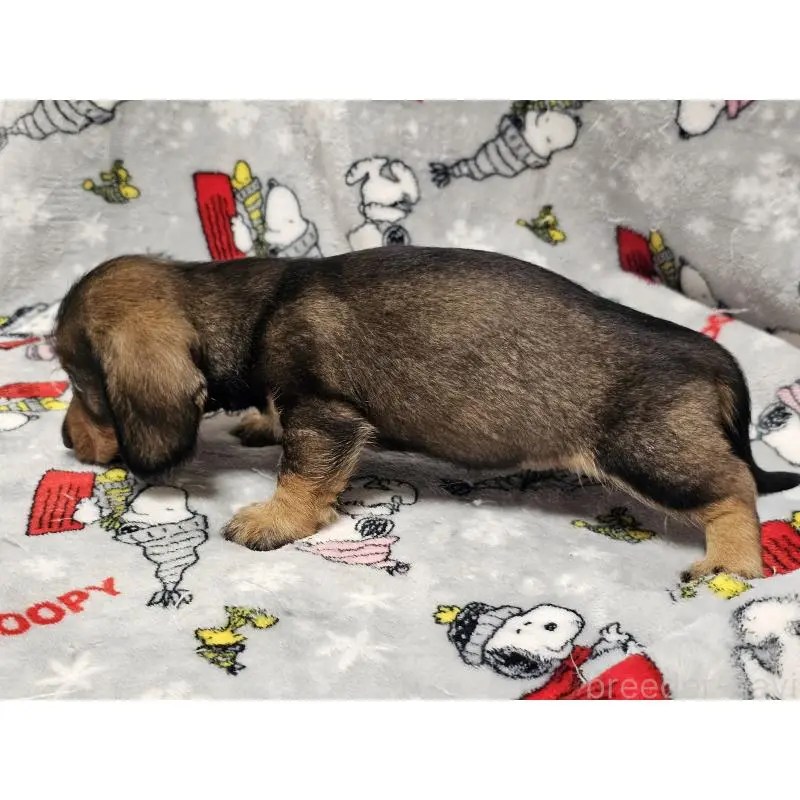 販売中の愛知県のミニチュアダックスフンド(ワイヤーヘアード)-453892の4枚目