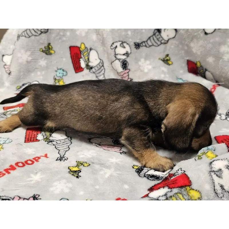 販売中の愛知県のミニチュアダックスフンド(ワイヤーヘアード)-453892の3枚目