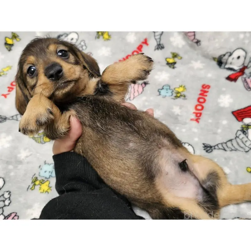 販売中の愛知県のミニチュアダックスフンド(ワイヤーヘアード)-453892の2枚目