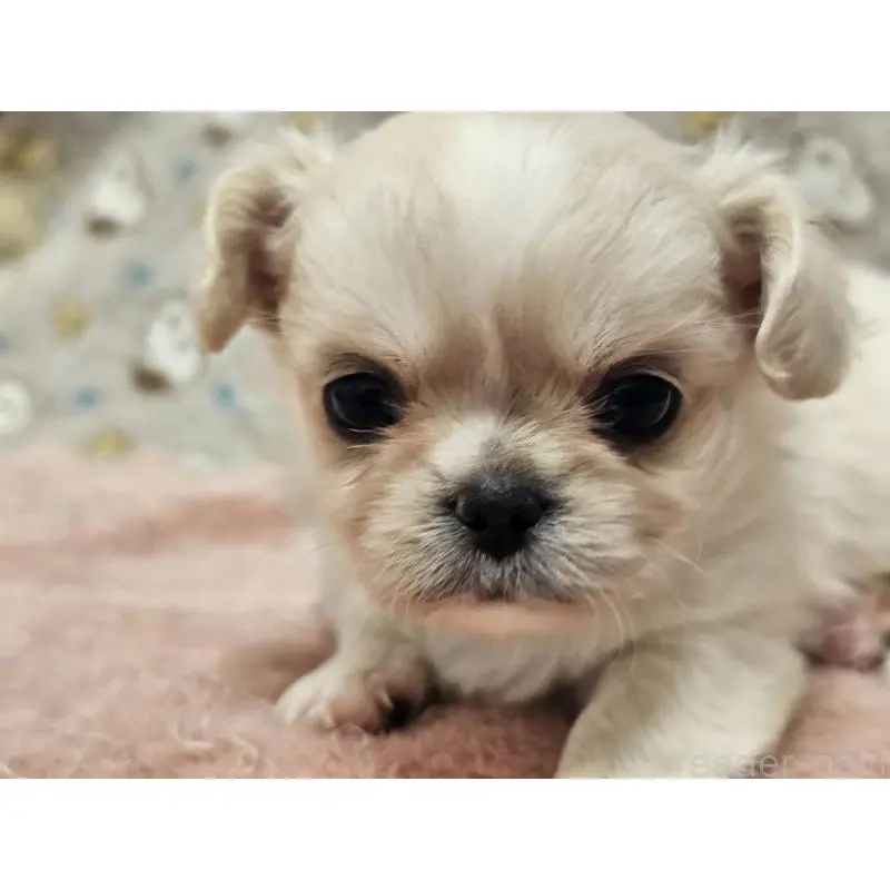 販売中の愛知県のミックス犬-453895の5枚目