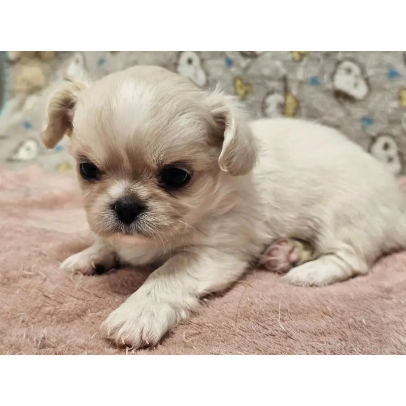 販売中の愛知県のミックス犬-453895の4枚目