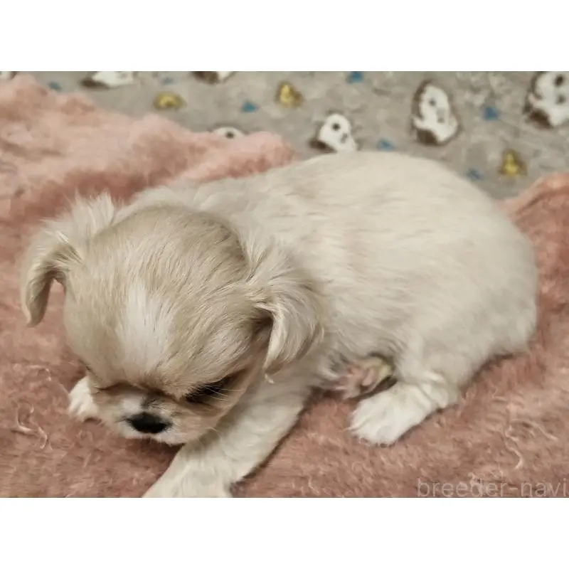 販売中の愛知県のミックス犬-453895の2枚目