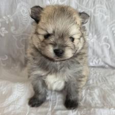 ♀︎ポメラニアン