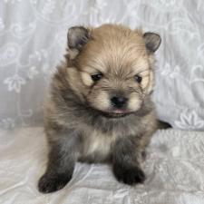 ♀︎ポメラニアン