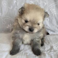 ♀︎ポメラニアン