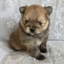 ♀︎ポメラニアン