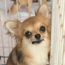 チワワ(ロングコート)の子犬