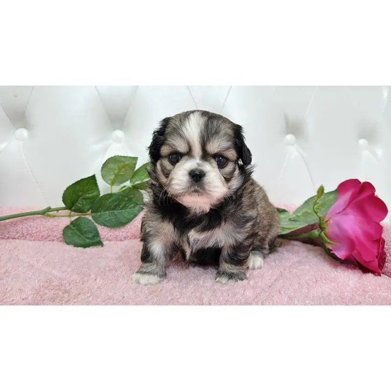 販売中の埼玉県のミックス犬-453807の9枚目