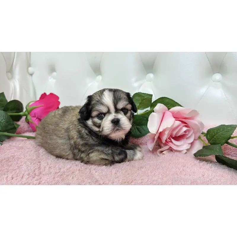 販売中の埼玉県のミックス犬-453807の8枚目