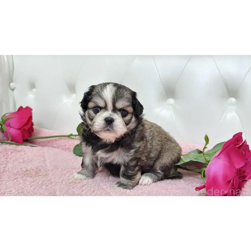 販売中の埼玉県のミックス犬-453807の7枚目